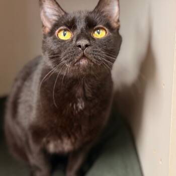 Rescue Domestic Short Hair Cats for Adoption in Dixon, Illinois - Robin | PetCurious