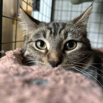 Domestic Short Hair Cats Available for Adoption in Royal Oak, Michigan - Rill | PetCurious