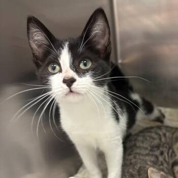 Root beer -  Domestic Short Hair Cat for Adoption in East Hanover, New Jersey - Root Beer | PetCurious