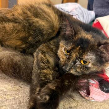 MJ -  Domestic Medium Hair Cat for Adoption in Granby, Missouri - MJ | PetCurious