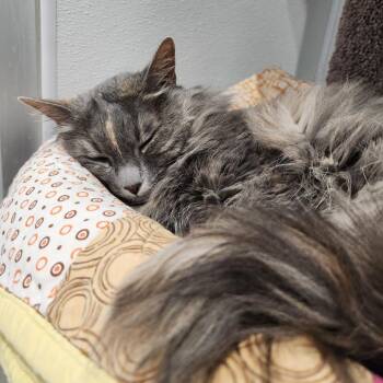 Sushi -  Domestic Long Hair Cat Available for Adoption in Murray, Utah - Sushi | PetCurious