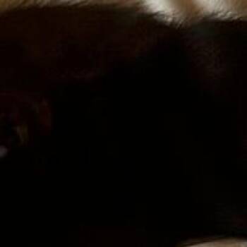 8B Leia Roswell -  Domestic Short Hair Cat for Adoption in Denver, Colorado - 8B Leia Roswell | PetCurious