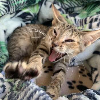 Stila -  Domestic Short Hair Cat for Adoption in West Palm Beach, Florida - Stila | PetCurious