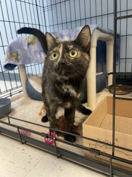 Rescue Domestic Short Hair Cats for Adoption in Oakland, New Jersey - Beth | PetCurious
