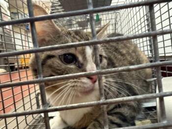 Otter -  Domestic Medium Hair Cat for Adoption in Salisbury, Maryland - Otter | PetCurious