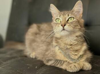 Christy -  Domestic Long Hair Cat Available for Adoption in Houston, Texas - Christy | PetCurious