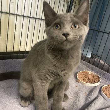 Rescue Domestic Short Hair Cats for Adoption in Pittsford, Vermont - Gracelynn | PetCurious