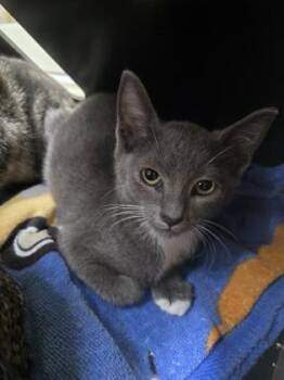 Jonah -  Domestic Short Hair Cat for Adoption in Savannah, Georgia - Jonah | PetCurious