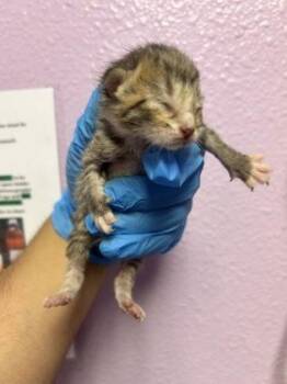 Domestic Short Hair Cats Available for Adoption in El Paso, Texas - 60865726 | PetCurious