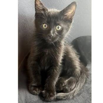 Bruin -  Domestic Short Hair Cat for Adoption in Orangevale, California - Bruin | PetCurious