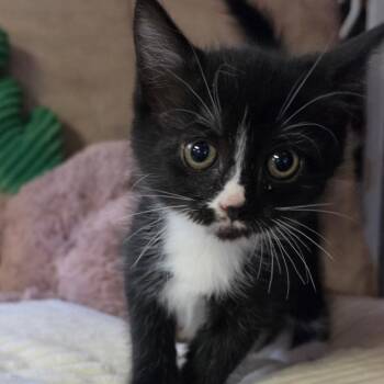 CUPCAKE -  Domestic Medium Hair Cat for Adoption in Graham, Washington - CUPCAKE | PetCurious