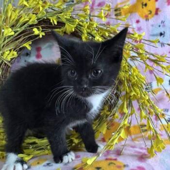 Gazpacho -  Domestic Short Hair Cat for Adoption in Toms River, New Jersey - Gazpacho | PetCurious