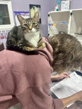 Dulce -  Domestic Short Hair Cat for Adoption in Ferndale, Michigan - Dulce | PetCurious