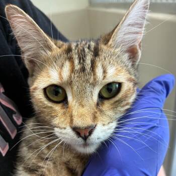 Autumn -  Domestic Short Hair Cat for Adoption in St. Helena, California - Autumn | PetCurious