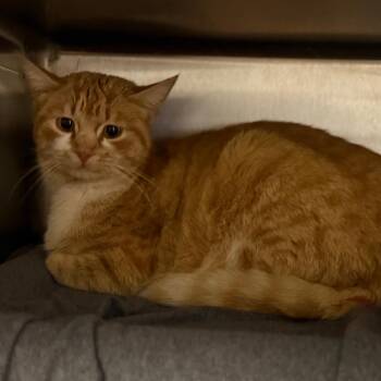 Domestic Short Hair Cats Available for Adoption in Pauls Valley, Oklahoma - Deirdre | PetCurious