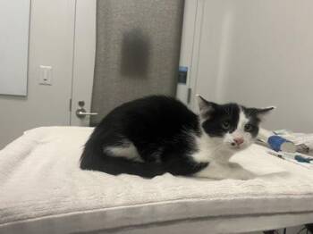 Camp Lazlo -  Domestic Short Hair Cat for Adoption in Kansas City, Missouri - Camp Lazlo | PetCurious