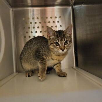 Clove -  Domestic Short Hair Cat for Adoption in Port Townsend, Washington - Clove | PetCurious