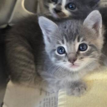 Kurt -  Domestic Short Hair Cat for Adoption in Oakland, California - Kurt | PetCurious