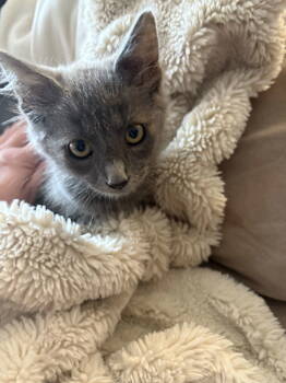 Rescue Domestic Short Hair Cats for Adoption in Herndon, Virginia - Keebler | PetCurious