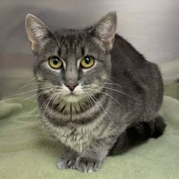 Rescue Domestic Short Hair Cats for Adoption in Elbow Lake, Minnesota - Salt | PetCurious