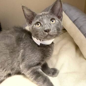 Flounder 54037 -  Domestic Short Hair Cat for Adoption in Las Vegas, Nevada - Flounder 54037 | PetCurious