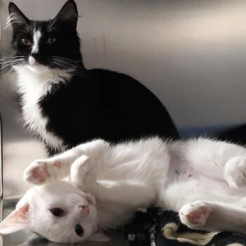 Cinderella -  Domestic Short Hair Cat for Adoption in Spokane, Washington - Cinderella | PetCurious