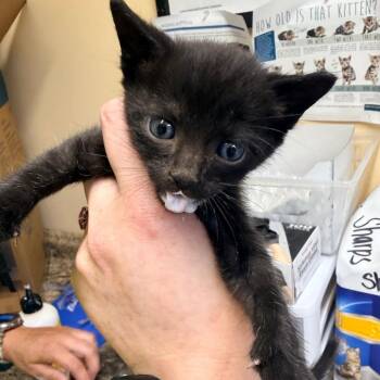 Albie -  Domestic Short Hair Cat for Adoption in Corinth, Mississippi - Albie | PetCurious