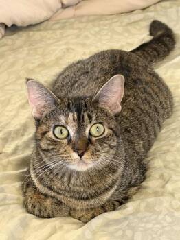 Cafe Erzule -  Domestic Short Hair Cat for Adoption - Cafe Erzule | PetCurious