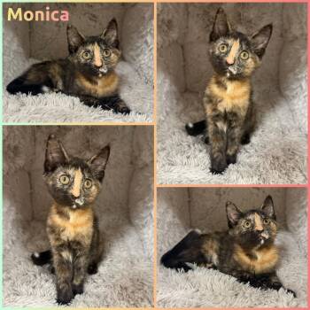 Monica -  Tortoiseshell Cat for Adoption in Windy Hills, Kentucky - Monica | PetCurious