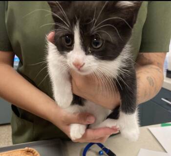 Justice -  Domestic Short Hair Cat for Adoption in Huntington Beach, California - Justice | PetCurious