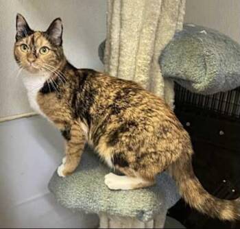 Rescue Calico Cats for Adoption in Los Angeles, California - Mimi (very Friendly) | PetCurious
