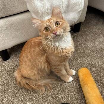Roxy -  Domestic Long Hair Cat for Adoption in San Tan Valley, Arizona - Roxy | PetCurious