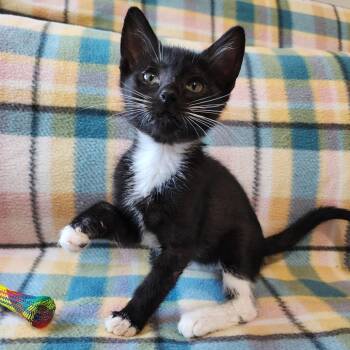 MOUSE -  Domestic Short Hair Cat for Adoption in Graham, Washington - MOUSE | PetCurious