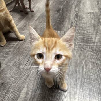 Tater Tot -  Domestic Short Hair Cat for Adoption in North Richland Hills, Texas - Tater Tot | PetCurious
