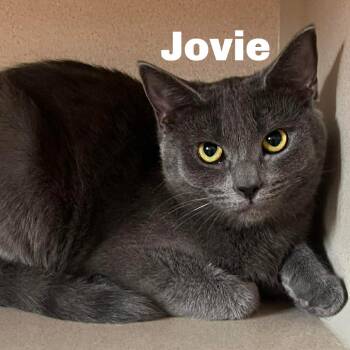 Domestic Short Hair Cats Available for Adoption in Gladstone, Michigan - Jovie 251133 | PetCurious