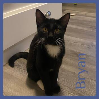 Tuxedo Cats Available for Adoption - BRYAN | PetCurious