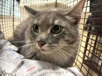 CHOCOLATE FROSTED DONUT -  Domestic Medium Hair Cat for Adoption in Loveland, Colorado - CHOCOLATE FROSTED DONUT | PetCurious