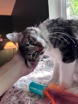 Pearl -  Tabby and Domestic Short Hair Cat Available for Adoption in Richardson, Texas - Pearl | PetCurious
