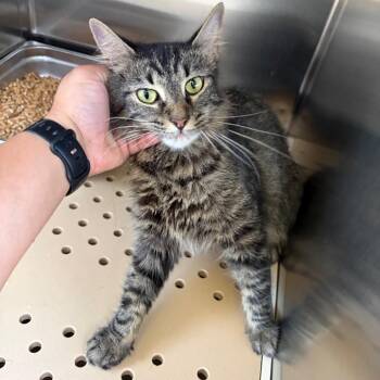 Arya -  Domestic Medium Hair Cat Available for Adoption in Edinburg, Texas - Arya | PetCurious