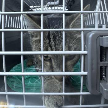 TipToe -  Domestic Short Hair Cat for Adoption in Greensboro, North Carolina - TipToe | PetCurious