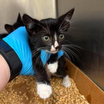 Jellybean 26-06-130 -  Domestic Short Hair Cat for Adoption in Bastrop, Texas - Jellybean 26-06-130 | PetCurious