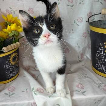 Barbie -  American Shorthair and Domestic Short Hair Cat Available for Adoption in Mount Vernon, Illinois - Barbie | PetCurious