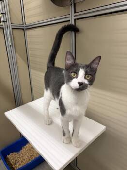 TREAT -  Domestic Short Hair Cat for Adoption in Broomfield, Colorado - TREAT | PetCurious