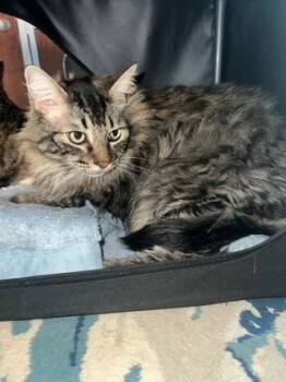 Rescue Domestic Long Hair and Domestic Short Hair Cats for Adoption in Folsom, California - Domino | PetCurious
