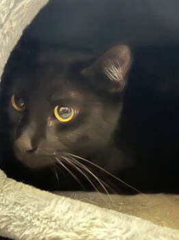 Rescue Domestic Medium Hair Cats for Adoption in St. Peters, Missouri - Baley #14371DG | PetCurious