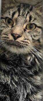 Rescue Tiger Cats for Adoption in Attleboro, Massachusetts - Titan | PetCurious