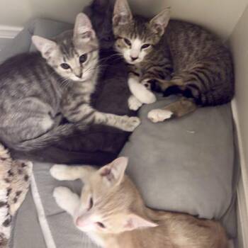 Tripp -  Tabby and Domestic Short Hair Cat for Adoption in Knoxville, Tennessee - Tripp | PetCurious