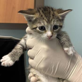 Sisyphus the Eternally Condemned -  Domestic Short Hair Cat for Adoption - Sisyphus The Eternally Condemned | PetCurious