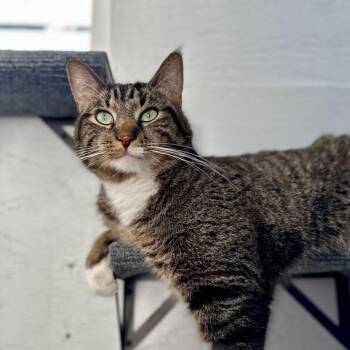 Tabby and Domestic Short Hair Cats Available for Adoption in Tulsa, Oklahoma - Hutch (and Starsky) | PetCurious