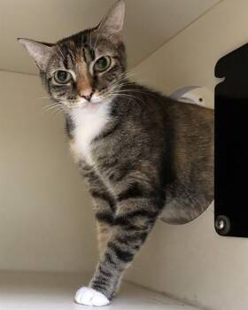 ERIS -  Domestic Short Hair Cat for Adoption in Dedham, Massachusetts - ERIS | PetCurious